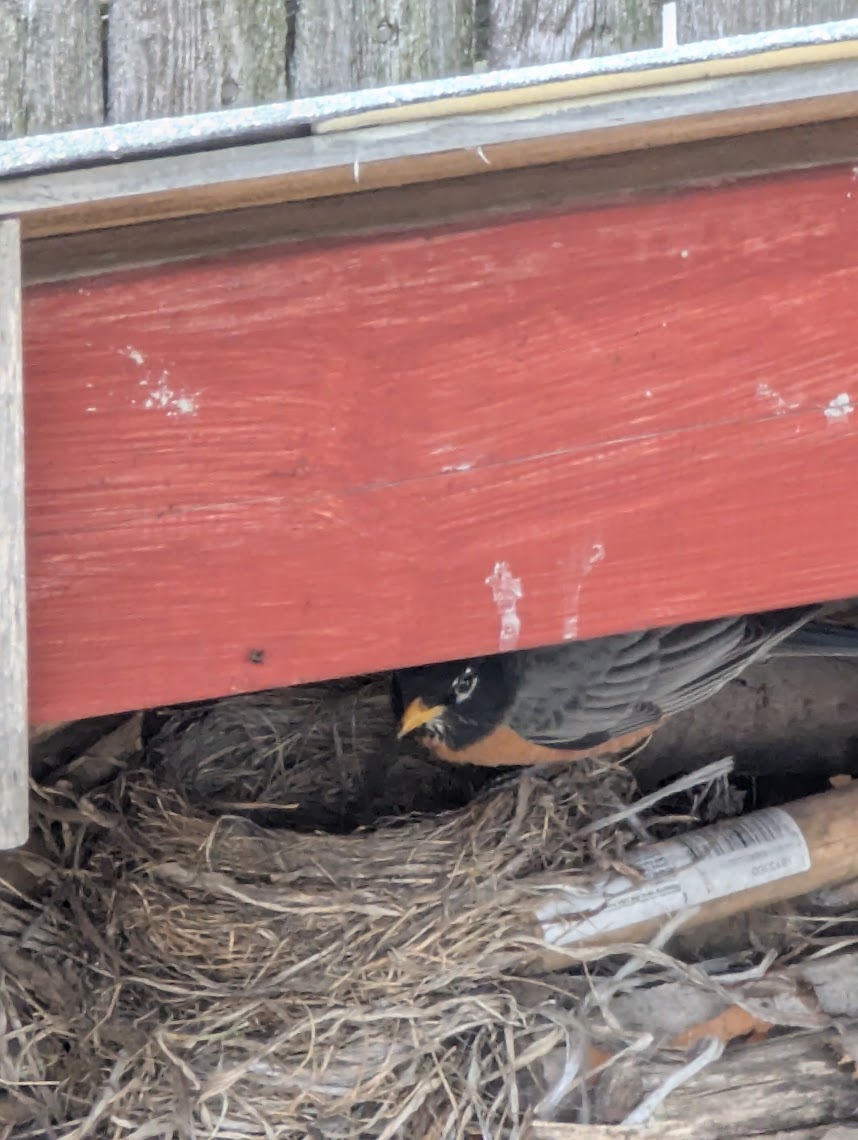 three blue egges in a robins nest