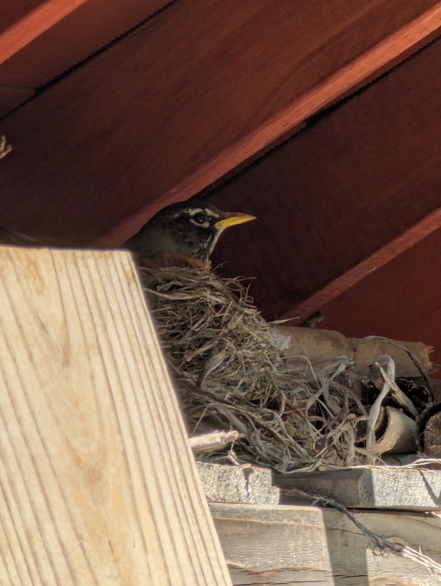 three blue egges in a robins nest
