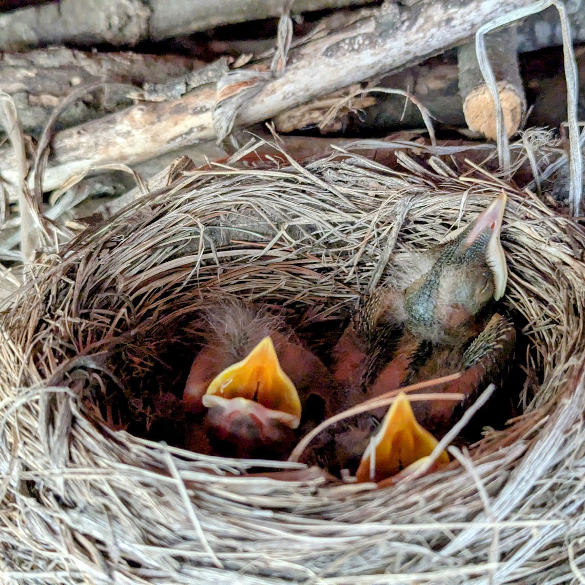 three blue egges in a robins nest