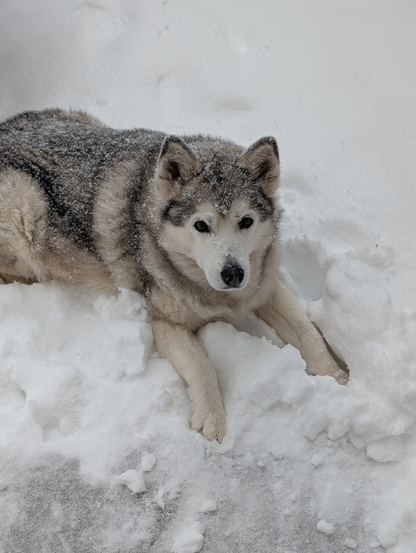 siberian husky in the snow